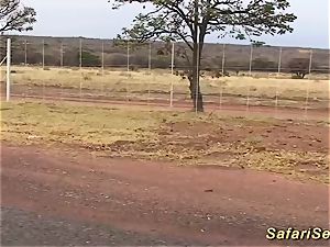 scorching fucky-fucky at my african safari journey